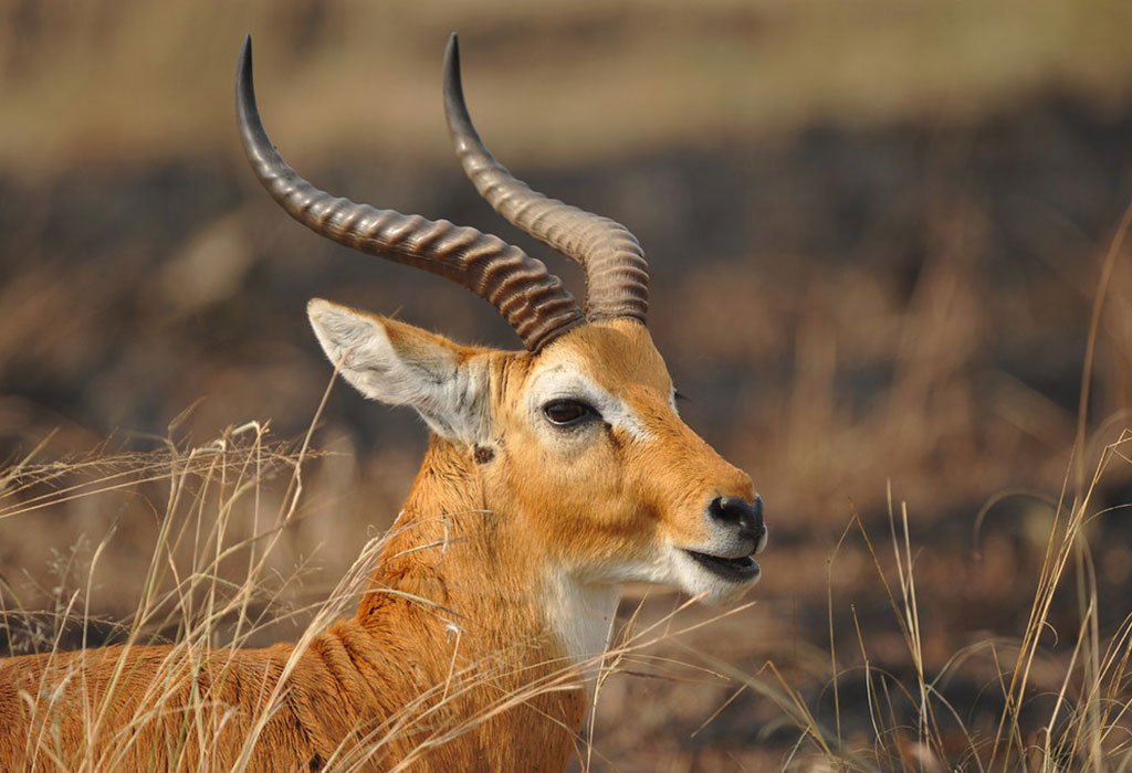 15 Days in Uganda
