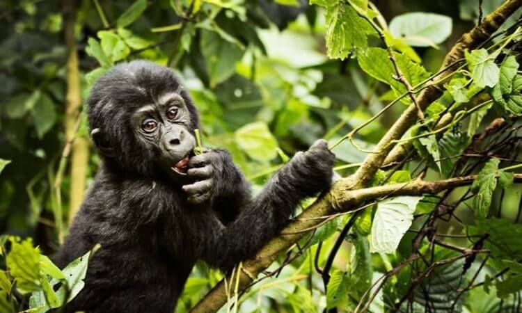 3 Days Bwindi Gorilla Tour