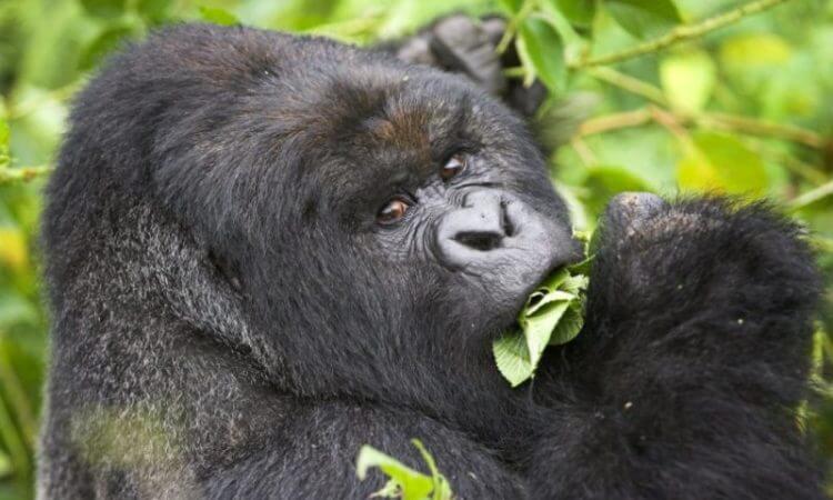 6 Days Uganda & Rwanda