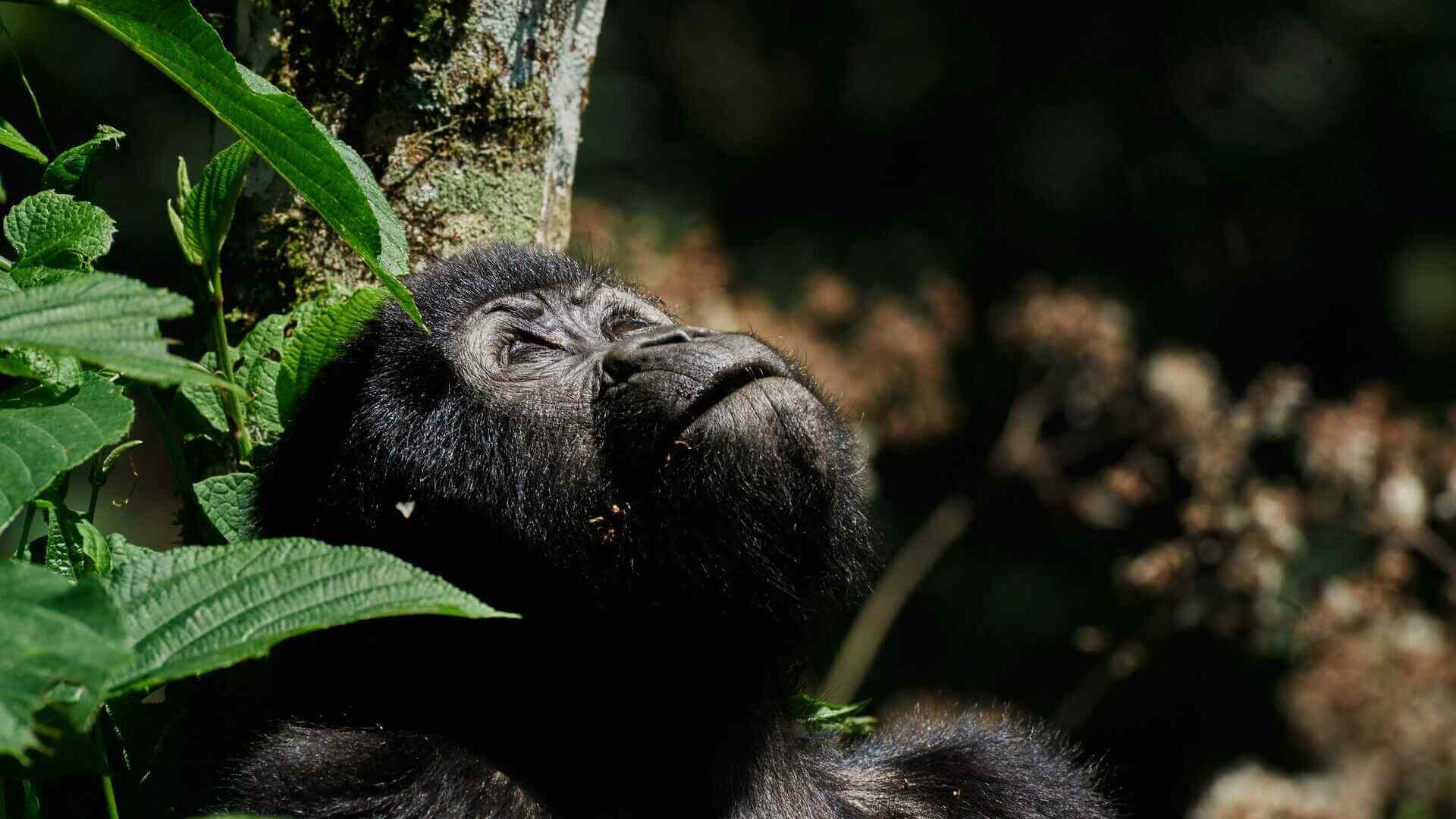 UGANDA