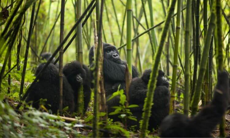 3 Days Rwanda Gorilla Tour