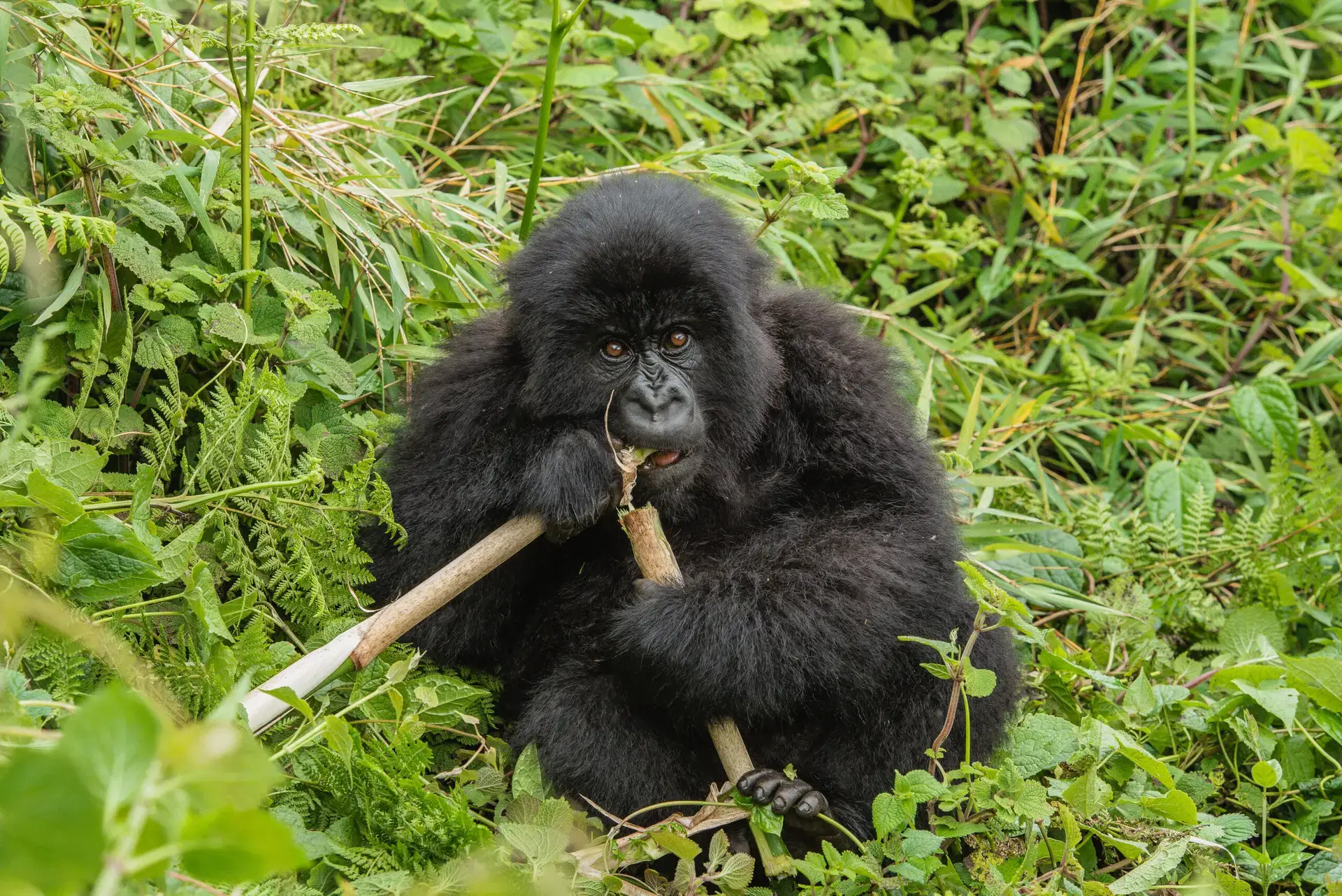RWANDA