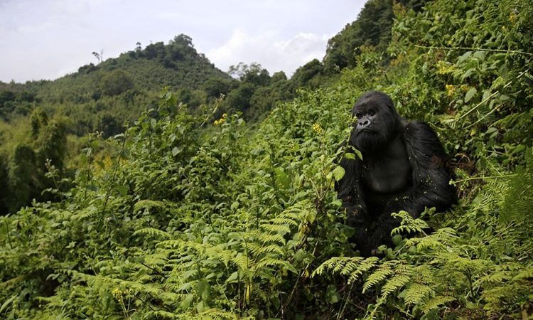 10 Days Uganda & Rwanda