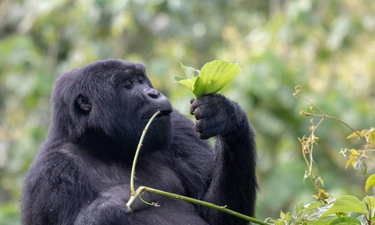 4 Days Bwindi Safari
