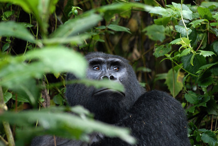 5 Days Gorilla and Chimpanzee Safari Uganda