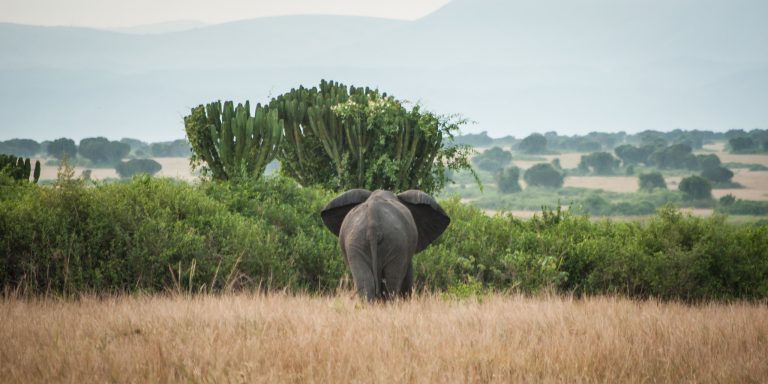 10 Days in Uganda 