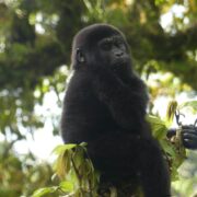Gorilla Trekking Safaris in Uganda