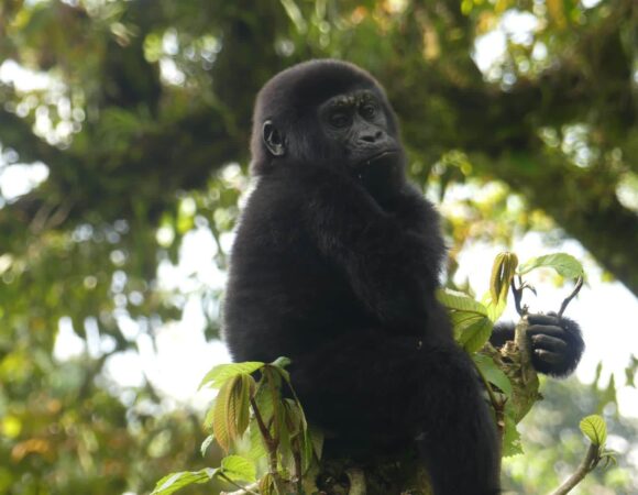 Gorilla Trekking Safaris in Uganda