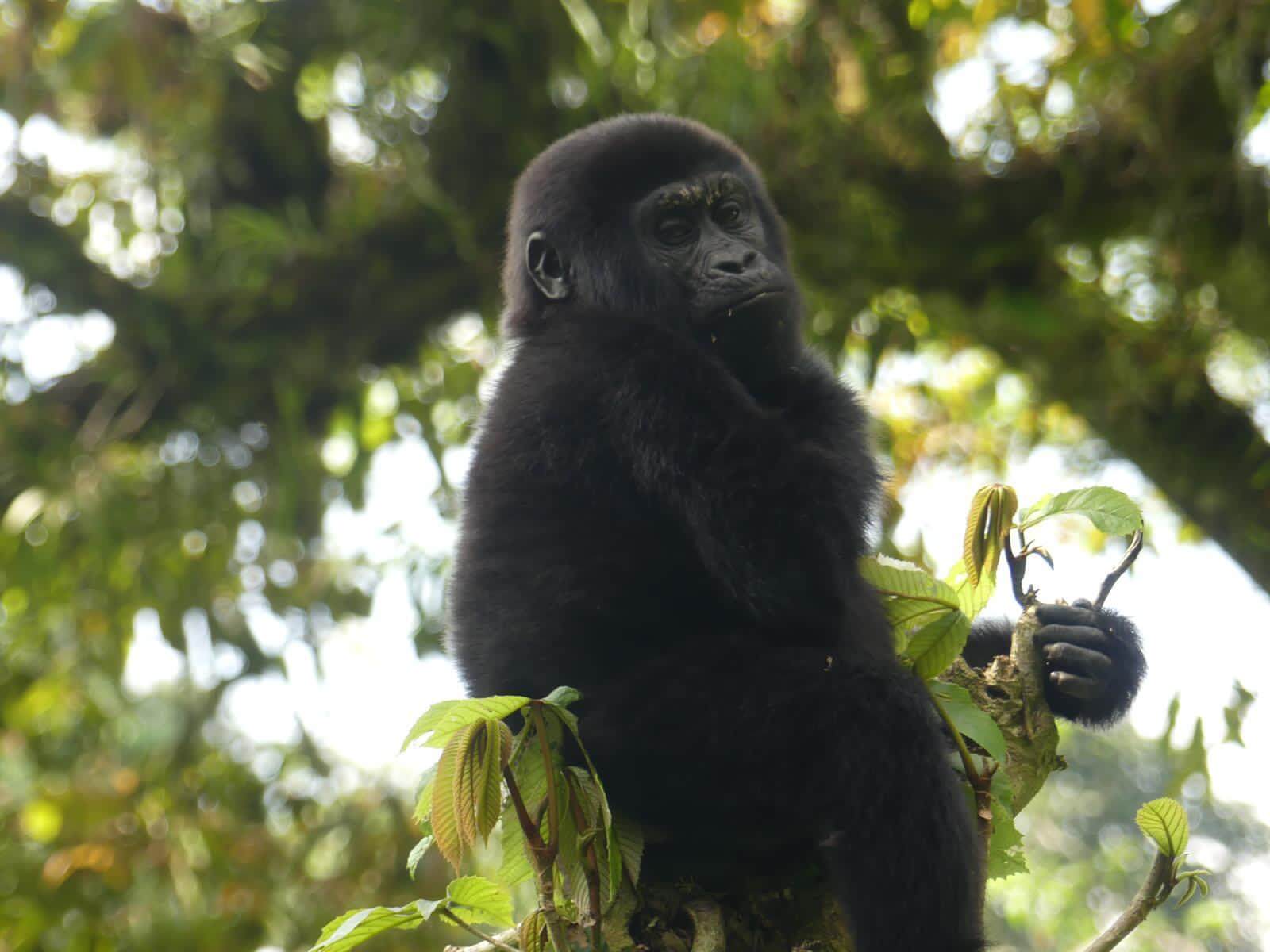 Gorilla Trekking Safaris in Uganda