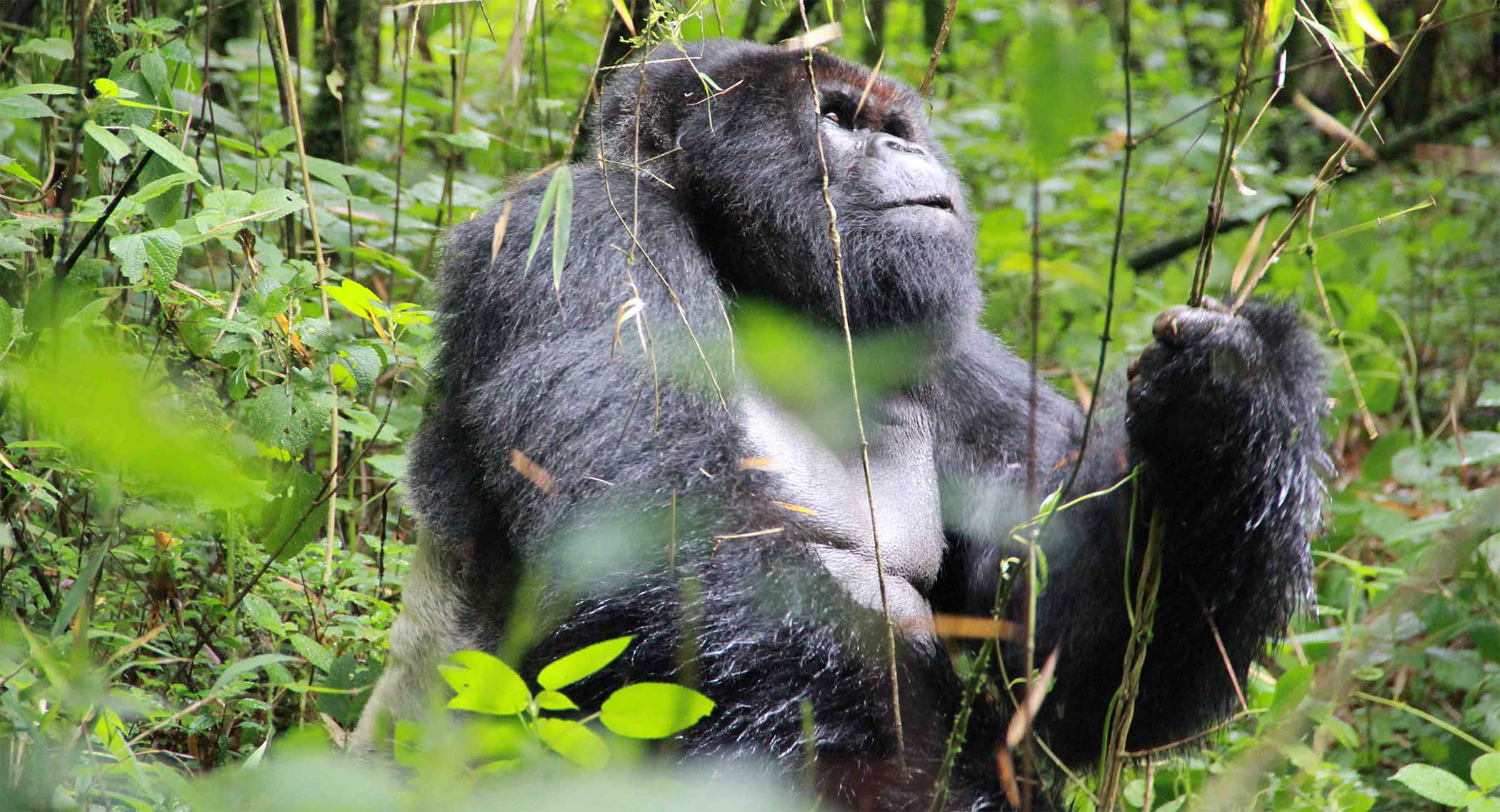 8 Days Uganda Gorillas