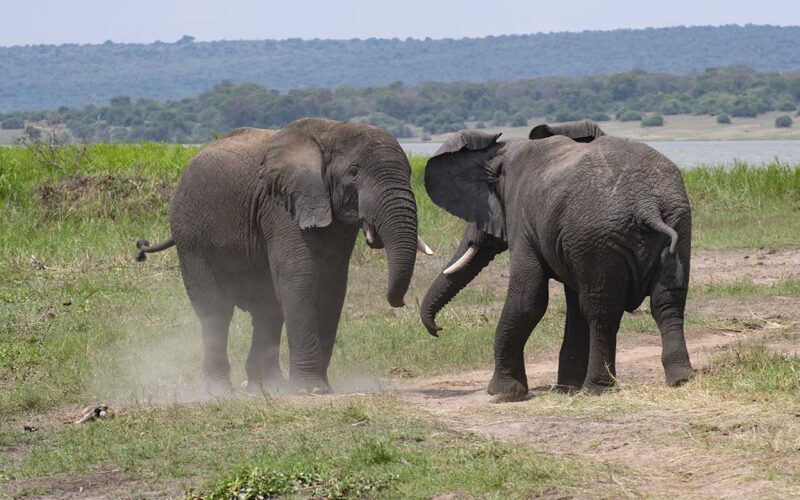 Elephants on Rwanda safaris