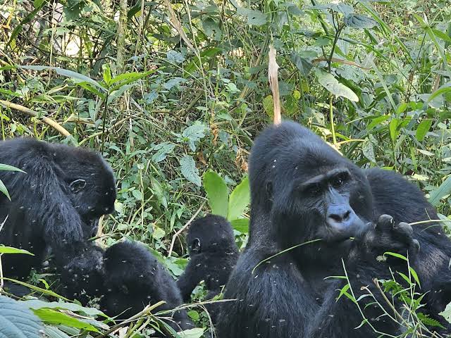 Guide to gorilla safaris in Uganda