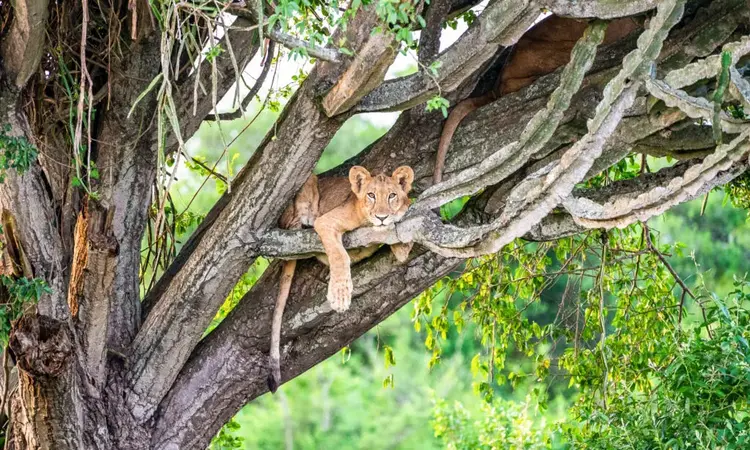 7 Days Uganda Safari