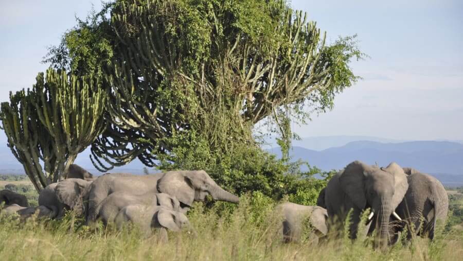 Queen Elizabeth National Park Uganda