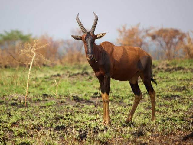 Queen Elizabeth National Park Uganda