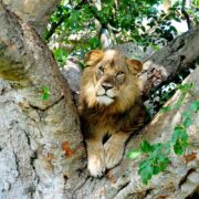 Queen Elizabeth National Park Uganda