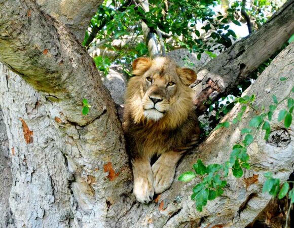 Queen Elizabeth National Park Uganda