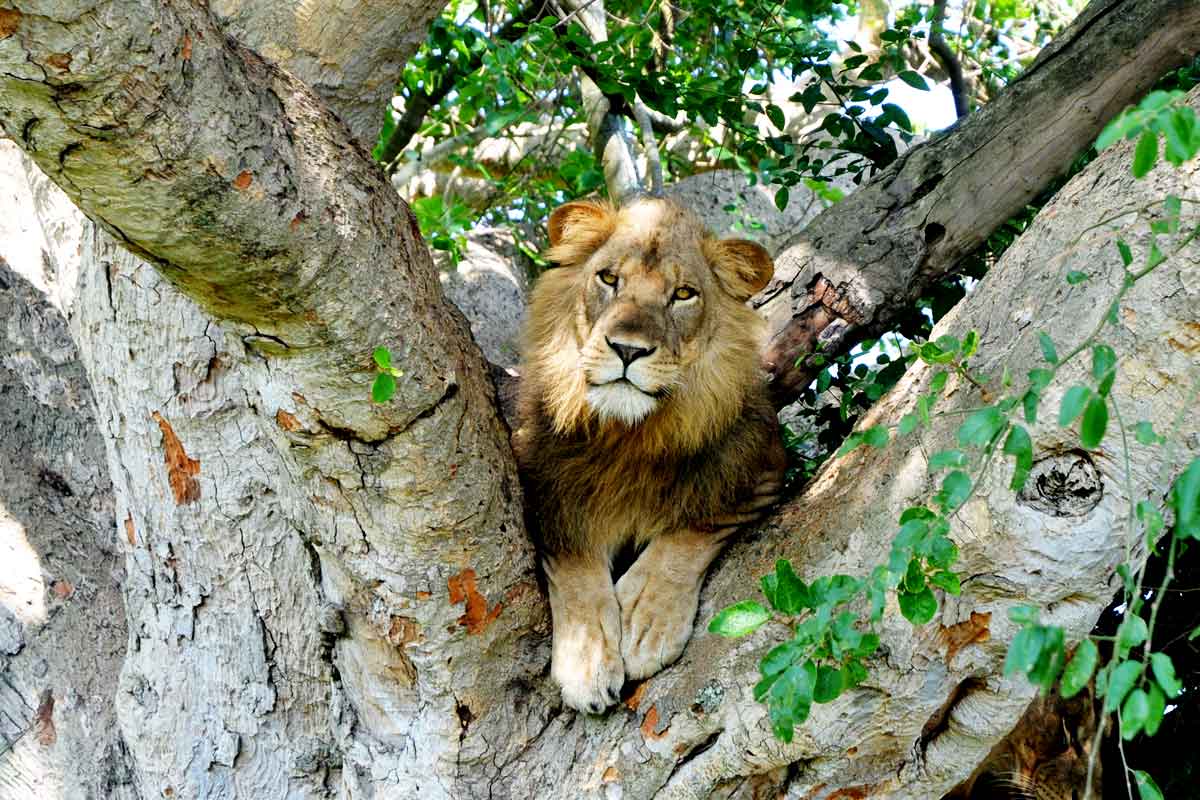 Queen Elizabeth National Park Uganda
