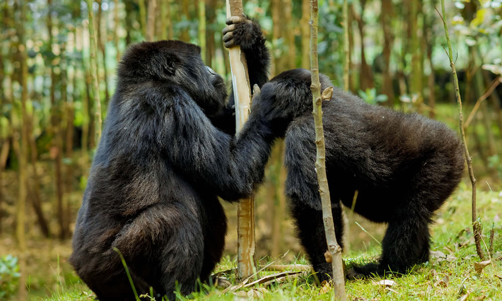 2 Days Gorilla Tour in Rwanda, Volcanoes National Park 
