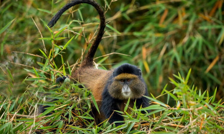 Visit Golden Monkeys in Rwanda