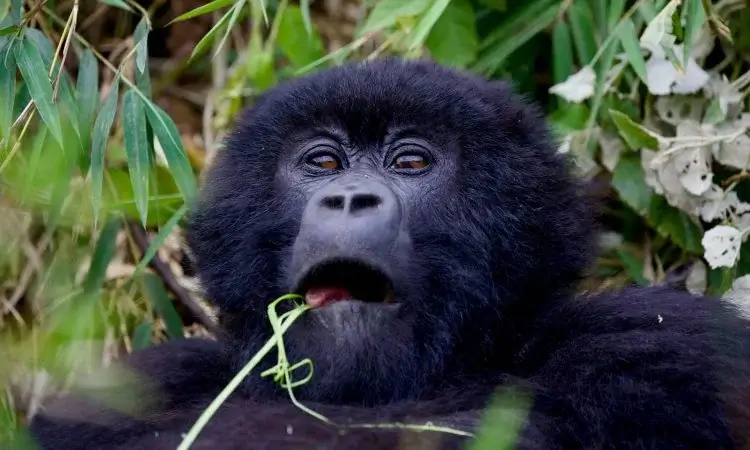 3 Days Gorilla Trek in Volcanoes NP, Luxury Rwanda Gorilla Safari