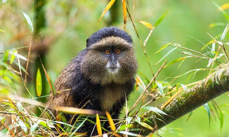 3 Days Rwanda Golden Monkey Trekking Tour
