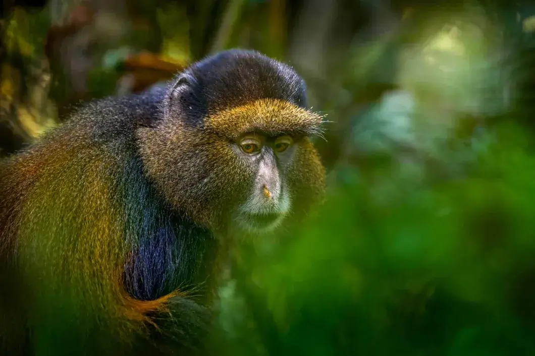 4 Days Gorillas and Golden Monkeys in Rwanda