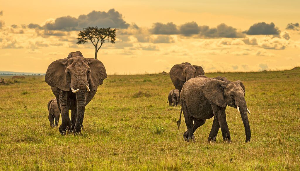 5 Days Masai Mara Luxury Safari