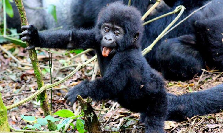 Baby Gorilla in Volcanoes National Park