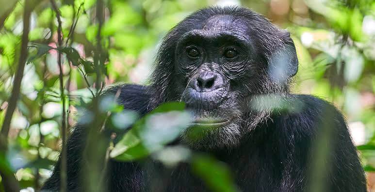 5 Days Rwanda Safari