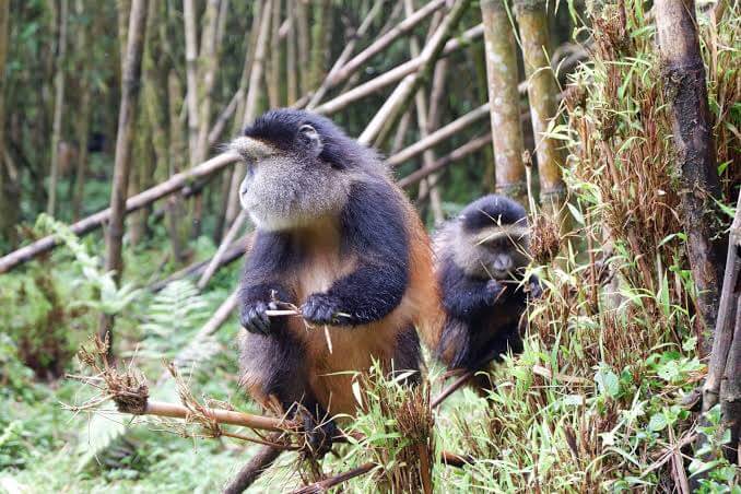 7 Days Primates and Wildlife in Rwanda