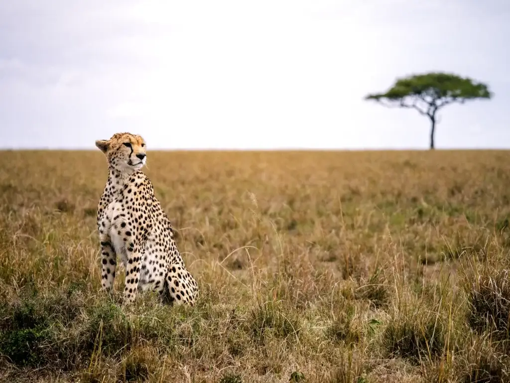 Kenya Safaris & Holidays