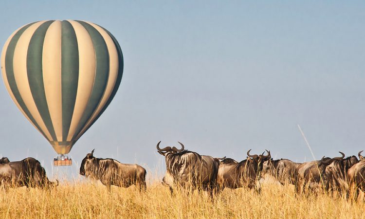 Kenya Safaris