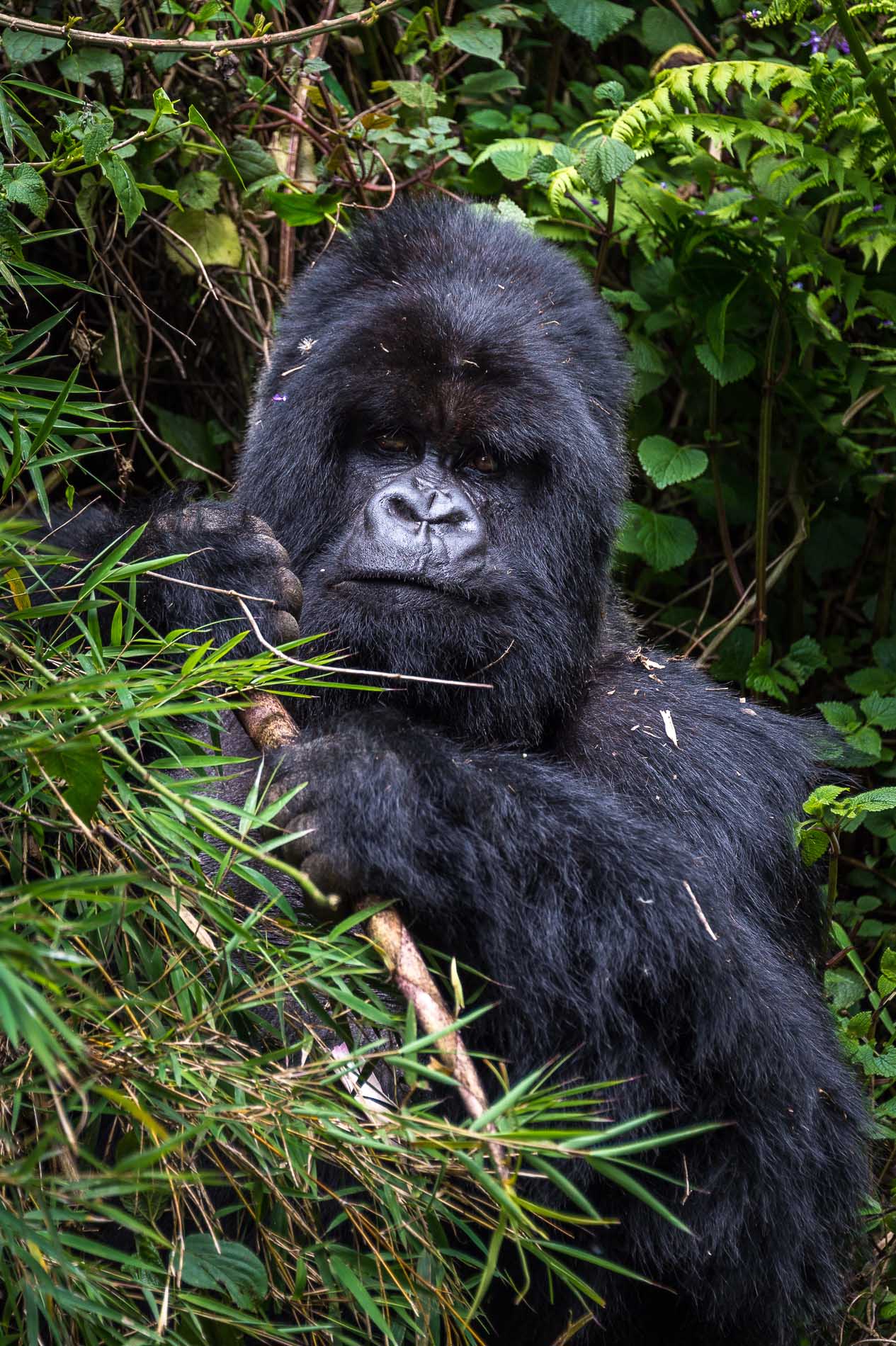 RWANDA