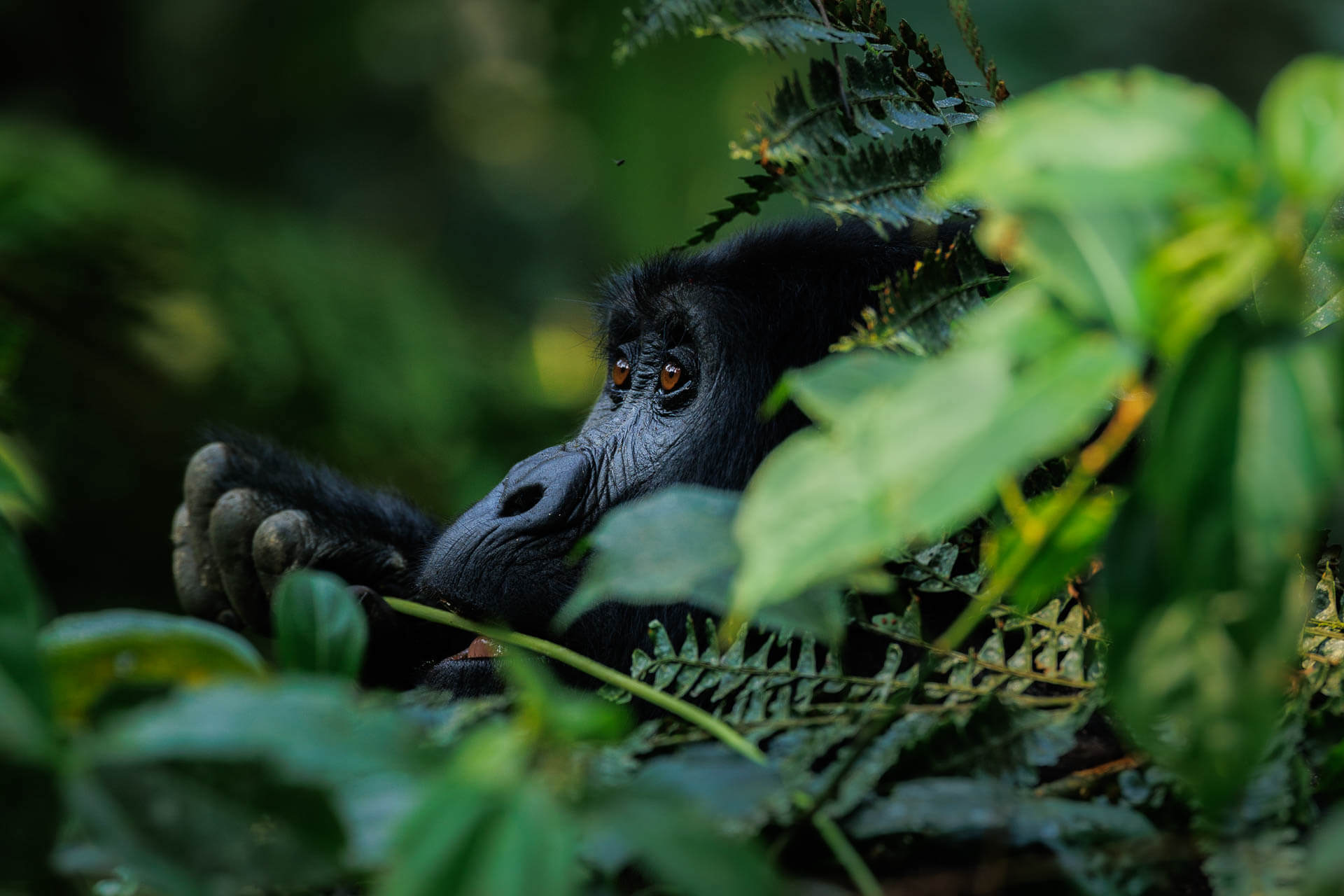 UGANDA